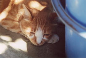 猫とバケツ